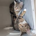 Photo of Pippy 
