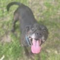 Photo of Happy Chappy