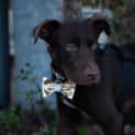 Photo of Hershey