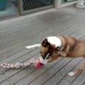 Photo of Milo 
