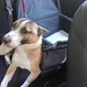 Photo of Milo 