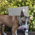 Photo of Milo 