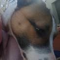 Photo of Milo 
