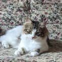 Photo of Desi