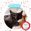 Photo of Tinka  *9 Lives Project Rescue*