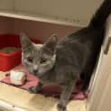 Photo of Smokey