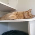 Photo of Pie