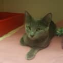 Photo of Smokey