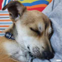 Photo of Nugget
