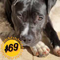 Photo of Dutchess