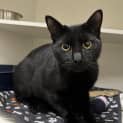 Photo of Midnight