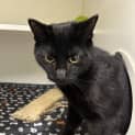 Photo of Midnight