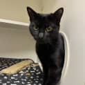 Photo of Midnight