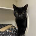 Photo of Midnight
