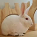 Photo of Mini Moo