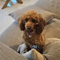 Photo of Pumpkin