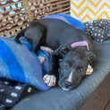 Photo of Allie