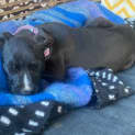 Photo of Allie