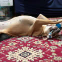 Photo of Freya