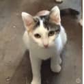 Photo of Clover