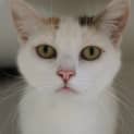 Photo of Hazelnut