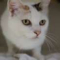 Photo of Hazelnut