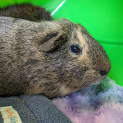 Photo of Pepper