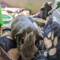 Photo of Pepper