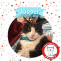 Photo of Jasper *9 Lives Project Rescue*