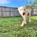 Photo of Patch