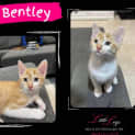 Photo of Bentley