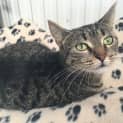 Photo of Honey
