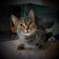 Photo of Honey