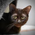 Photo of Gravy