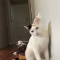 Photo of Snowy