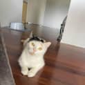 Photo of Snowy