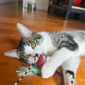 Photo of Mikka