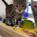 Photo of Banjo