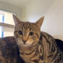 Photo of Banjo