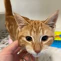 Photo of Bandit