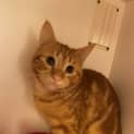 Photo of Benji