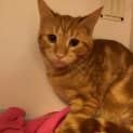 Photo of Benji