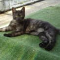 Photo of Soot