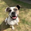 Photo of Lilly (54336)