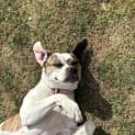 Photo of Lilly (54336)