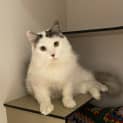 Photo of Wilbur