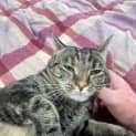 Photo of Nutmeg