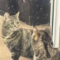 Photo of Nutmeg