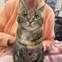 Photo of Nutmeg