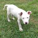 Photo of Franc *$150 Adoption Fee*